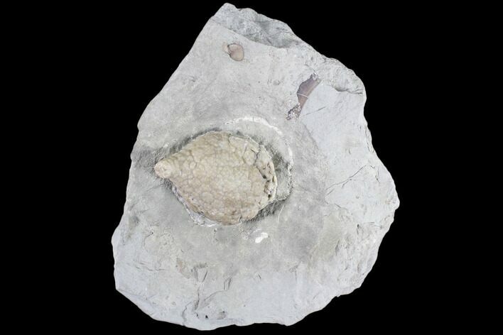 Cystoid Fossil (Holocystites) on Rock - Indiana #85700